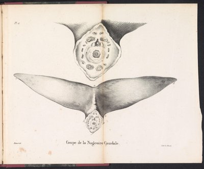 Cross-Section of the Whale