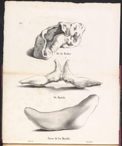 Three Parts of the Whale