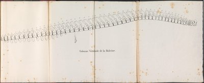 Spine of the Whale, 1827 Colonne Vertébrale de la Baleine (title on object) by Bossuet