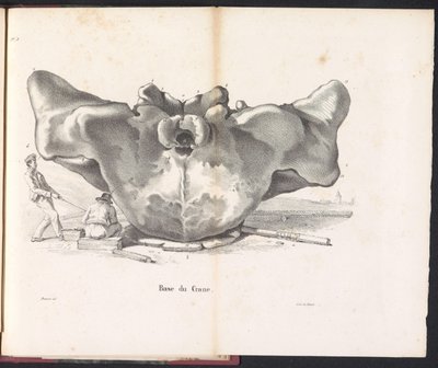 Whale Skull, 1827 by Bossuet