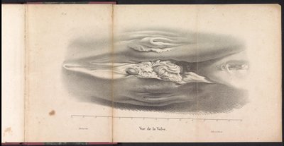 Female Genitalia of the Whale, 1827 by Bossuet
