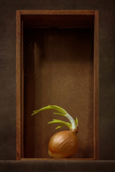 Sprouting Onion Still Life by Brig Barkow