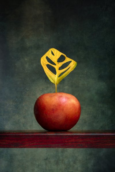 Warm Apple Leaf Still Life by Brig Barkow