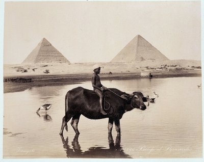 A child and an ox in a body of water at the foot of the pyramids of Chephren and Cheops at Giza - photograph by the Zangaki brothers, late 19th century by Brothers Zangaki