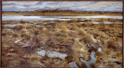 Curlews Birds in the Marshes by Bruno Andreas Liljefors