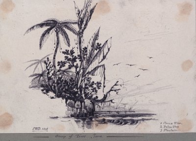 Group of Trees... Java. 1. Cocoa Tree, 2. Palm Tree, 3. Plantain by C.W. Browne