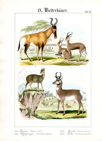 African Ruminants of the Savanna by C. Roth