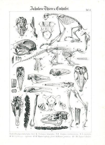 Anatomical Illustration of Edentates and Equids by C. Roth