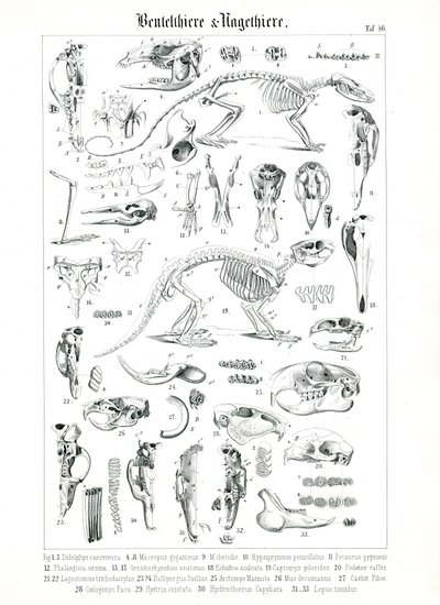 Anatomical Illustration of Marsupials and Rodents by C. Roth