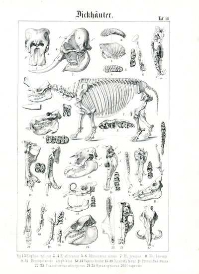 Anatomical Illustration of Pachyderms by C. Roth
