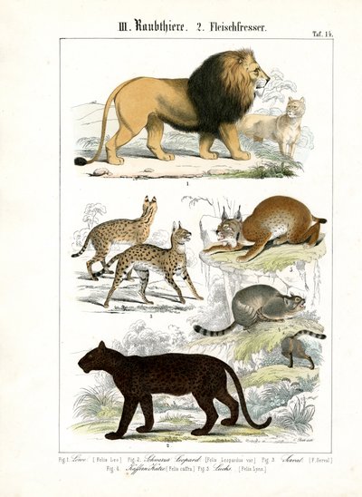 Big Cats and Small Feline Species by C. Roth