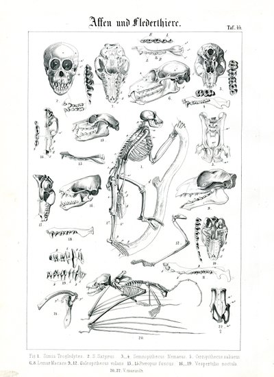 Comparative Anatomy of Primates and Bats by C. Roth