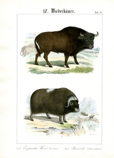 European Bison and Muskox by C. Roth