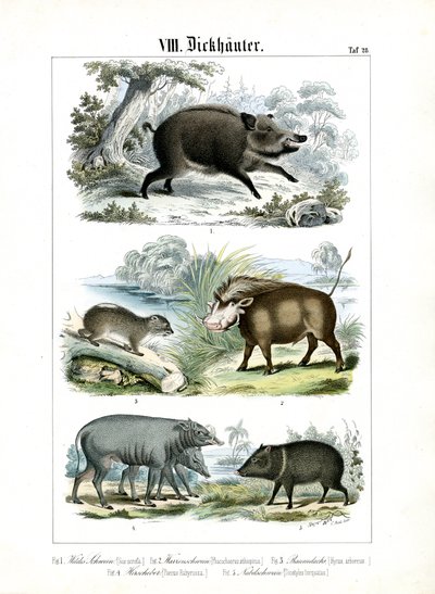Five Species of Pigs and Their Relatives by C. Roth