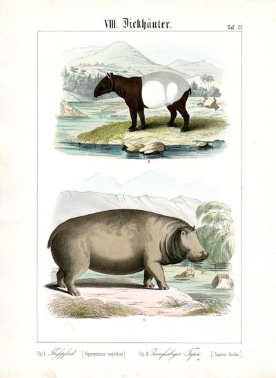 Hippopotamus and Tapir by C. Roth
