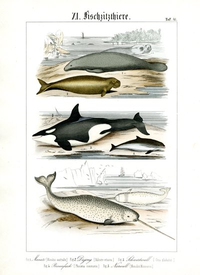Marine Mammals and Their Anatomical Features by C. Roth