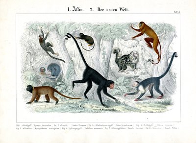 Monkeys of the New World by C. Roth