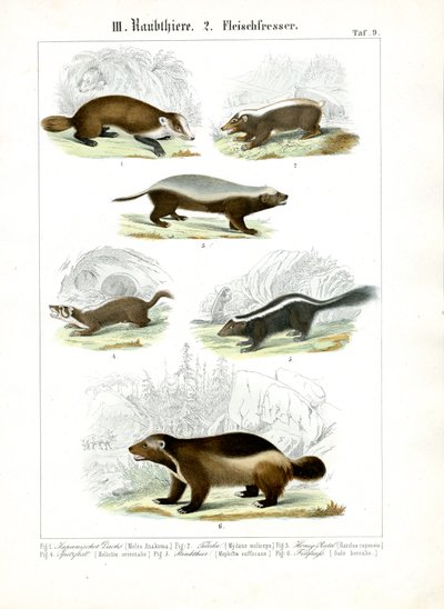 Mustelid Carnivores by C. Roth