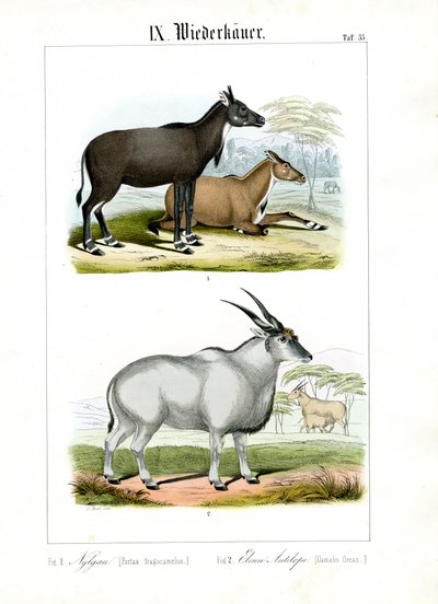 Nilgai and Eland Antelope by C. Roth
