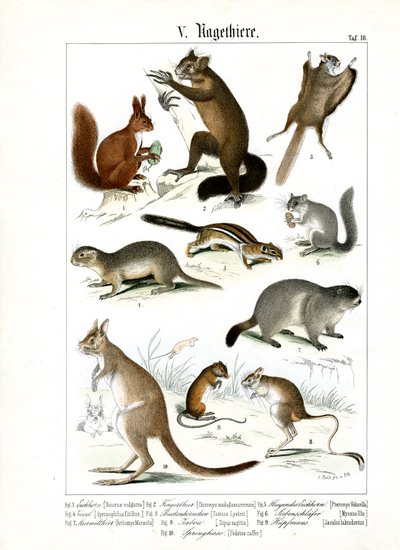Various Rodent Species from Europe and America by C. Roth
