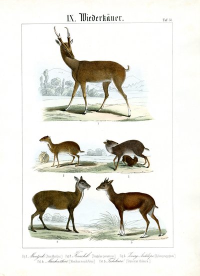 Various Small Ruminants from Asia by C. Roth
