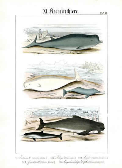 Whales and Dolphins in Their Marine Habitats by C. Roth