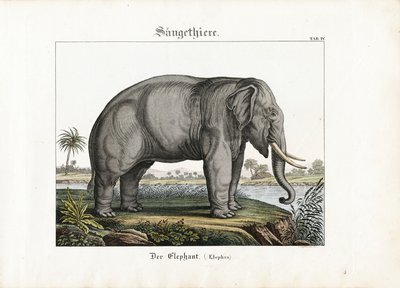 African Elephant by C. Steglich