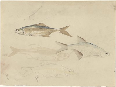 Four Barbel Fish by Carel Adolph Lion Cachet
