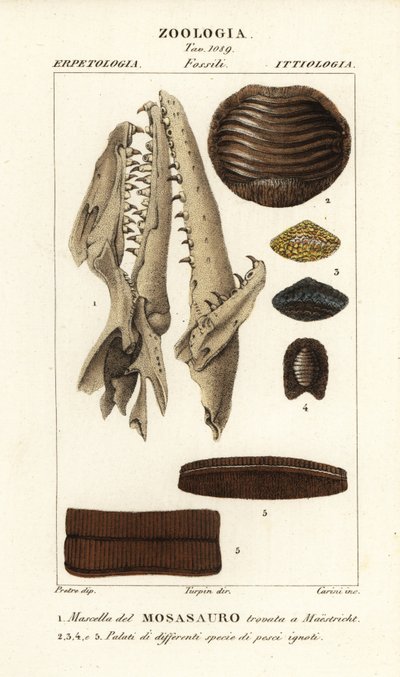 Fossil Skull of an Extinct Mososaurus Found at Maastricht 1, and Palates of Extinct Fish 2-5 by Carini Carini