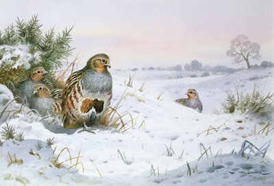 Grey Partridge by Carl Donner
