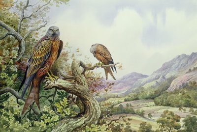 Pair of Red Kites in an Oak Tree by Carl Donner