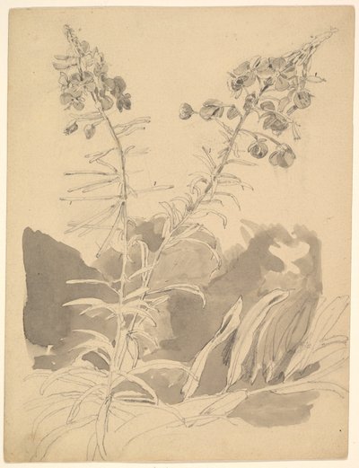 Study of a Willowherb / Study of Two Cows by Carl Gustav Carus