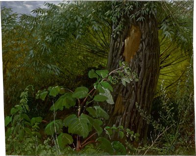 Willow Trunk with Undergrowth by Carl Gustav Carus