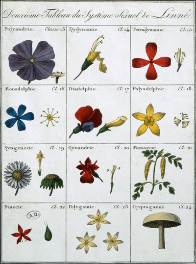 Second Table of the Linnean Plant Sexual System by Carl Linnaeus