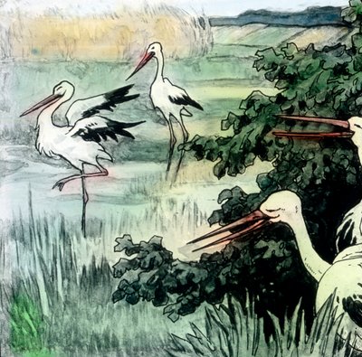 Caliph stork, image date: circa 1910, Carl Simon Archive by Carl Simon