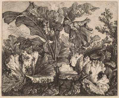 Small Plant Study: a Burdock, Delicate Tufts of Grass at Left by Carl Wilhelm Kolbe