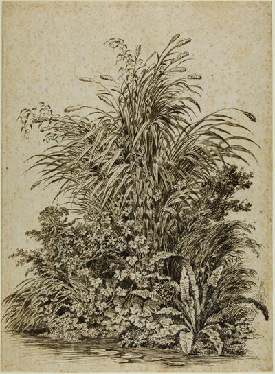 Plants at Water