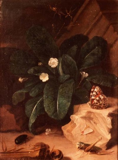 Still Life with Primroses and Insects by Carl Wilhelm de Hamilton
