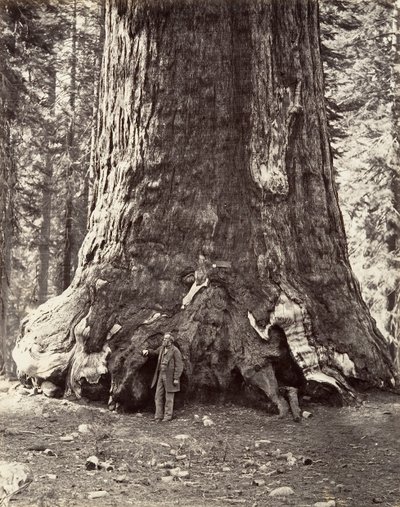 Section of the Grizzly Giant, 101 feet circumference by Carleton Emmons Watkins