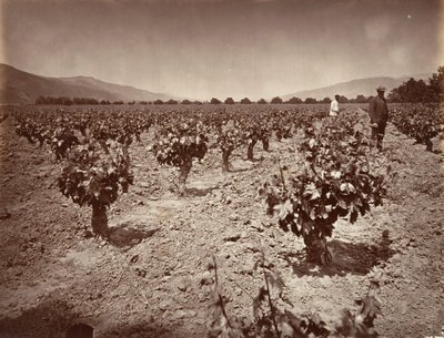 Vineyard of Camulos Ranch by Carleton Emmons Watkins