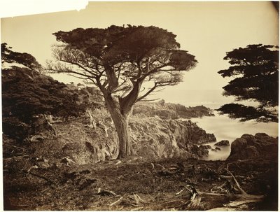 Cypress Point, Monterey by Carleton Watkins