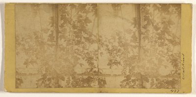 Grape Vines by Carleton Watkins