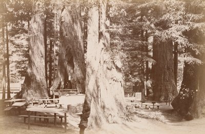 Picnic Table in Redwood Grove by Carleton Watkins