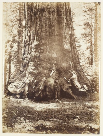 Section of the Grizzly Giant with Galen Clark, Mariposa Grove, Yosemite by Carleton Watkins