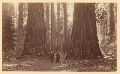 The Three Graces Calaveras Grove by Carleton Watkins