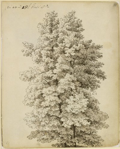 Group of Trees by Caspar David Friedrich