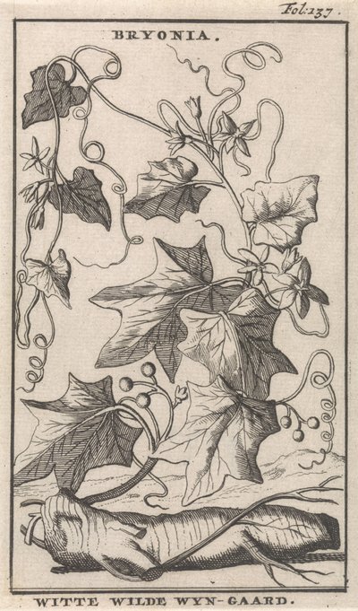 White Bryony by Caspar Luyken