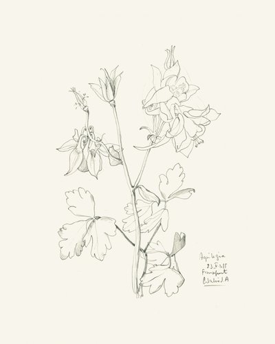 Botanical Columbine Drawing by Catalina Somolinos