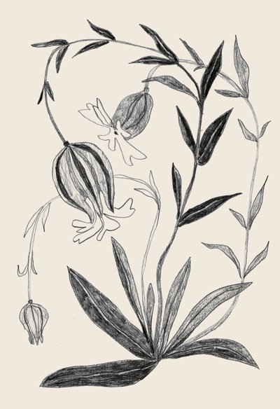 Delicate Botanical Sketch by Catalina Somolinos