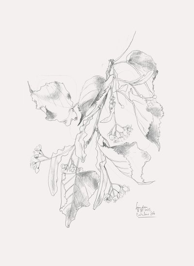 Delicate Linden Sketch by Catalina Somolinos